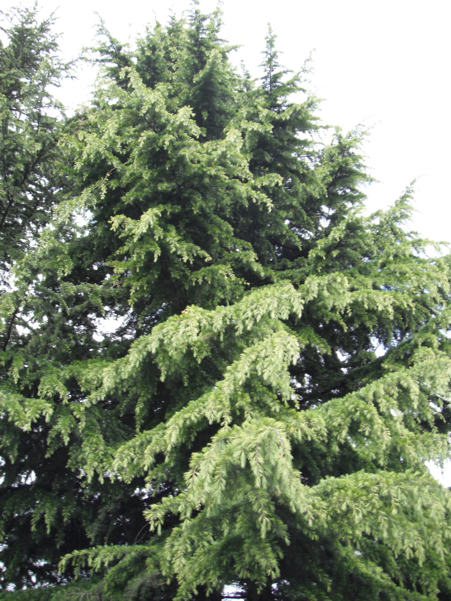 Cedar, the Evergreen Tree of Life – The Northwest School of