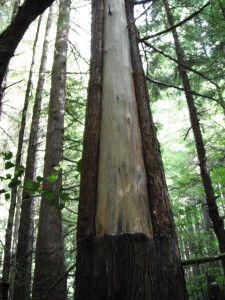 A "Culturally modified" Western Red Cedar on the Makah Indian Reservation