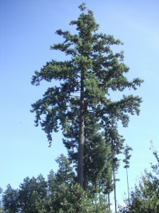 Douglas Fir tree, Pseudotsuga menzisii