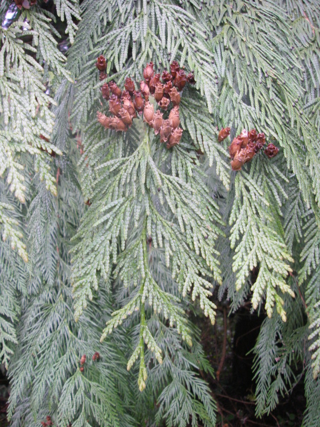 Western Red Cedar, Thuja plicata Native Plants PNW