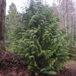 Western Red Cedar, Thuja plicata