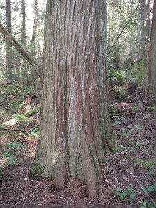 Cedar bark in vertical stripes of red & gray.