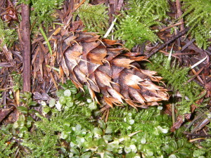 Douglas Fir cone with 3-pronged bracts