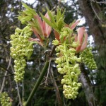 Acer Macrophyllum flowers