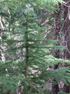 Picea sitchensis, Sitka Spruce