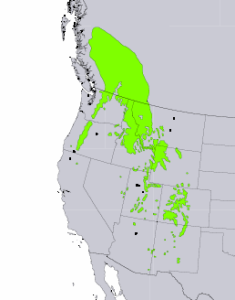 Distribution of Engelmann Spruce from USGS ( “Atlas of United States Trees” by Elbert L. Little, Jr. )