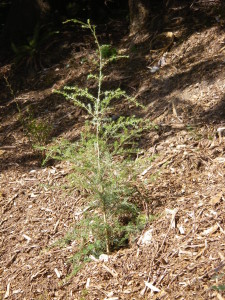 Young Western Hemlock with a drooping leader.