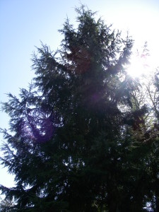 Tsuga heterophylla, Western Hemlock