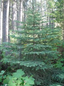 Picea engelmannii tree