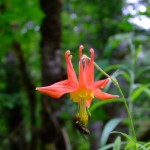 columbine flower