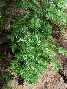 Abies amabilis branch