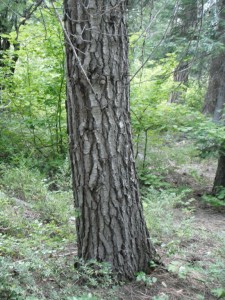 Older bark may be grooved.