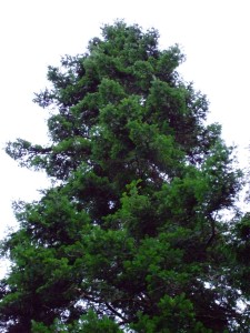 Grand Fir, Abies grandis