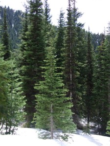 Abies lasiocarpa tree