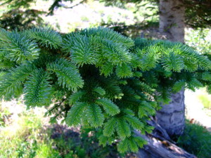 Abies procera