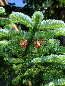 Male cones and upward curving needles on Noble Fir