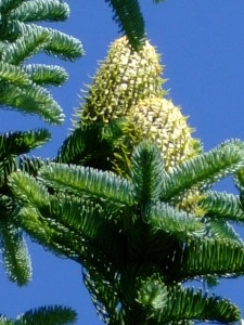 Female fir cones are borne at the very top of the trees.