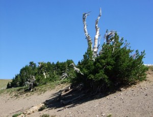 Whitebark Pine near Crater Lake in Oregon.