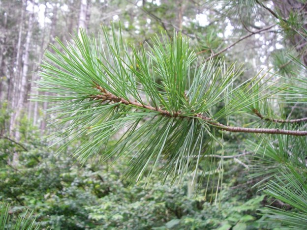 20 Western White Pine  Pinus Monticola Tree Seeds – Seed World