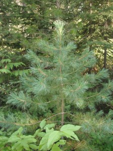 Pinus monticola tree