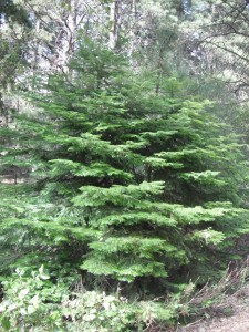 Small Grand Fir Abies grandis