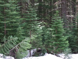 Subalpine fir drift