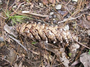 Western White Pine Cone