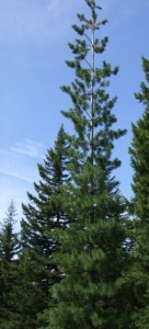 Western White Pine tall tree