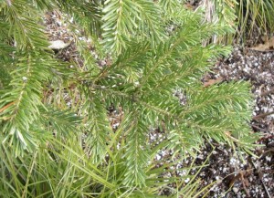 abies lasiocarpa branches