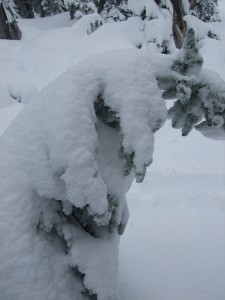 drooping subalpine fir