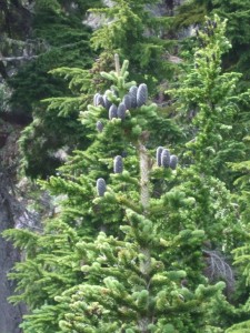 subalpine fir cones