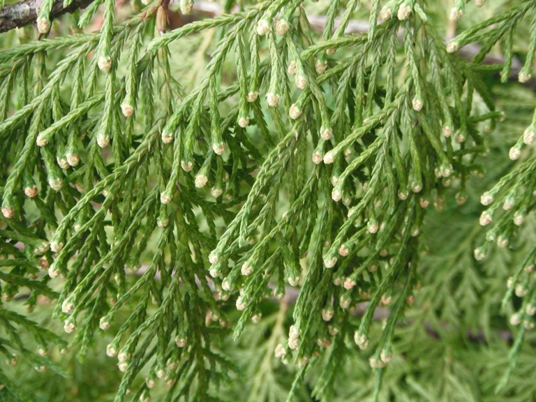 Alaska Yellow Cedar Callitropsis Nootkatensis Native Plants Pnw