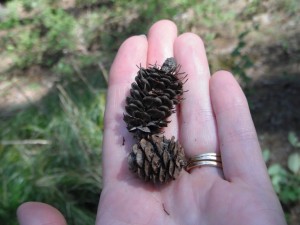 Larix occidentalis cones