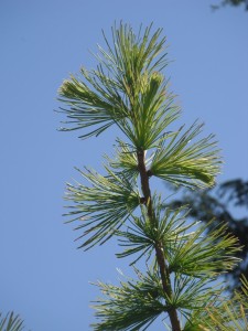 Larix occidentalis needles