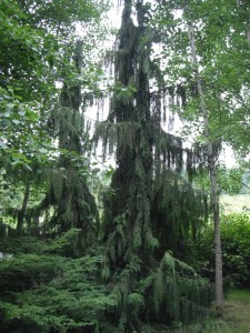 Natural Alaska Cedar