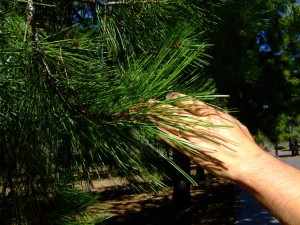 PInus ponderosa needles