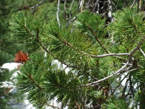 Pinus contorta branches