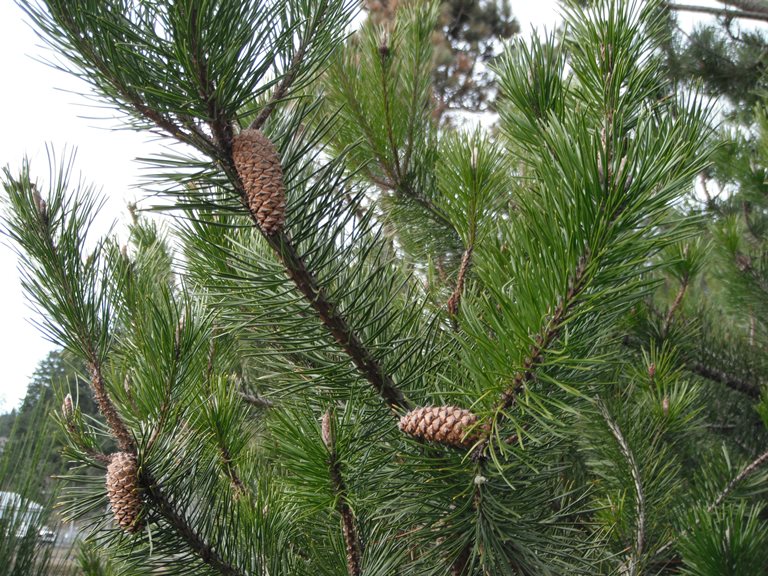 Shore Pine, Pinus contorta