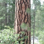 Ponderosa Pine Barks