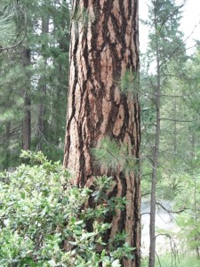 Ponderosa Pine Barks