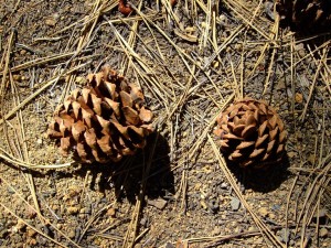 Ponderosa Pine Cones