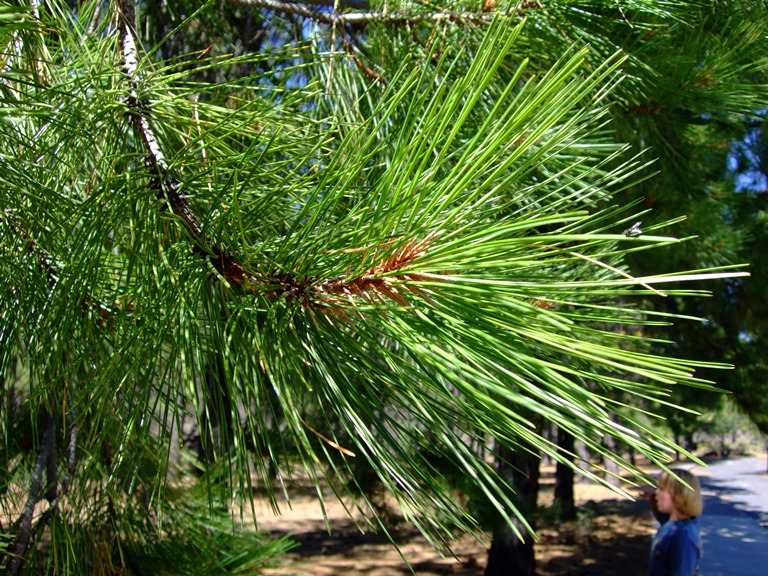 Ponderosa Pine, Pinus ponderosa | Native Plants PNW