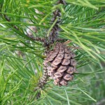 Shore Pine cone