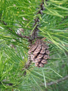 Woody cones often hang on to the tree for a long time.