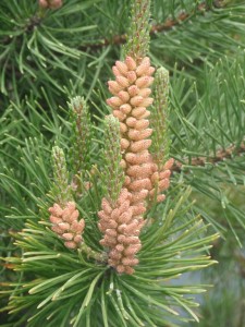 Male Cones on Shore Pine with elongating "candles."