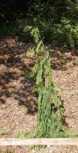 Young Alaska Cedar