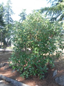 Arbutus menziesii bush