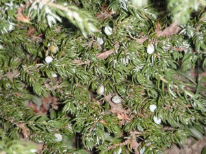 Common Juniper berries