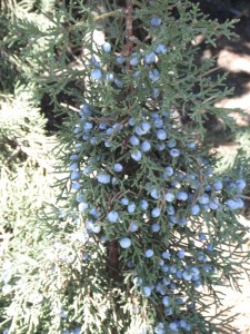 Juniper berries