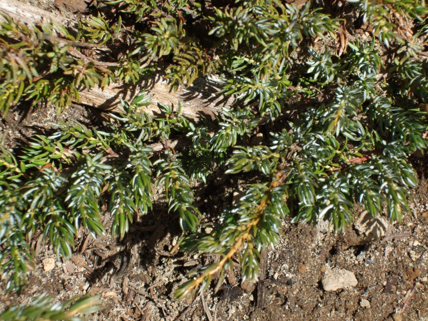 5 común Juniper Tree Semillas   Juniperus communis